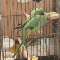 یک جفت ملنگو سخنگو وکار داد