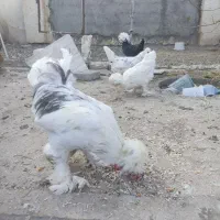 خروس ومرغ سلطان و لهستانی