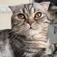 خوشگل پسر اسکاتیش|گربه|پردیس, فاز ۲|دیوار