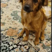 سگ ماده واکسن زده