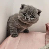 نمایشگاه /گربه /دامپزشکی