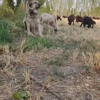 سگ فروشی گله ای ۳ساله|سگ|خوی, |دیوار