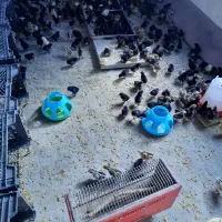 جوجه محلی عربی