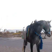 اسب|اسب و تجهیزات اسب‌سواری|مرند, |دیوار