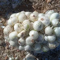 پیاز چهارماهه سفید خوش قالب