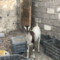 کهره جوان و سرحال