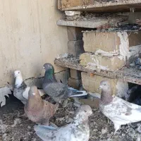 تهرانی بلند گرد