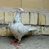 کفتر بوم سار ماده