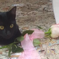 گربه گمشده از دیروز نیومده خونه