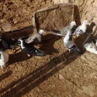 کفتر|پرنده|اسفراین, |دیوار