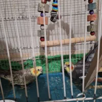 عروس هلندی و طوطی ملنگو|پرنده|گنبد کاووس, |دیوار