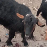 بز فروشی|حیوانات مزرعه|بیرک, |دیوار