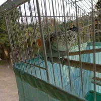 طوطی عروس|پرنده|فومن, |دیوار