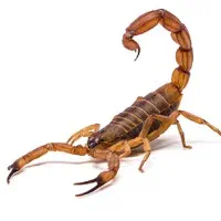 آموزش تخصصی پرورش عقرب