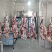 توزیع و پخش گوشت گرم گوساله نر|عمدهفروشی|شیراز, احمدآباد|دیوار