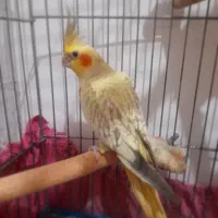 پرنده