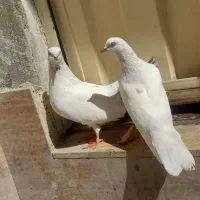 جفت کفتر نر دم قهوه ای و ماده
