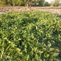 نشا گوجه فرنگی رجیستون