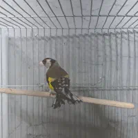 ماده سهره|پرنده|خمینی‌شهر, |دیوار