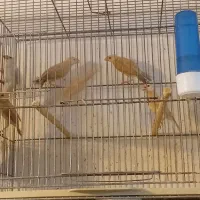 نرگسی شکلاتی