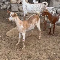 خالص بزغا|حیوانات مزرعه|انار, |دیوار