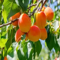 فروش نهال زردآلو تبرزه