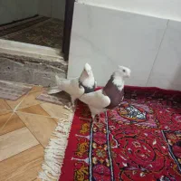 کفتر|پرنده|قم, ولیعصر|دیوار