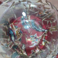 ماهی گوپی اکواریوم|ماهی|گنبد کاووس, |دیوار