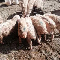 بره فروشی