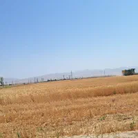 کاه گندم دیمی