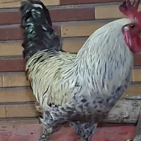 خروس برهام ولایت