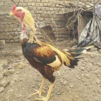 تخم مرغ لاری