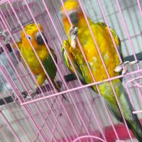 ۴ جفت جوان حلقه پا مجموعه|پرنده|ساری, |دیوار