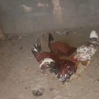 خروس بومی درشت گلین