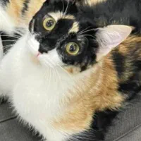 واگذاری گربه رایگان