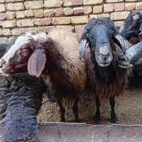 میش زاییده|حیوانات مزرعه|خمینی‌شهر, |دیوار