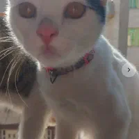 گمشده|حیوانات|فردیس, فردیس|دیوار