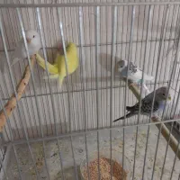 جوجه مرغ عشق