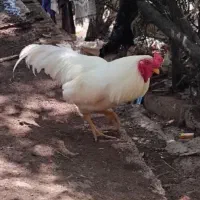 خروس دورگ لاری عالی