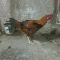 تخم مرغ نطفه دار