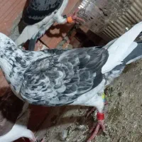 کبوتر|پرنده|گنبد کاووس, |دیوار