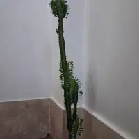 کاکتوس شمشیری