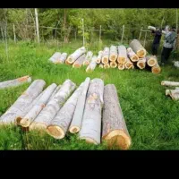 خریدار  درخت چنار میوه