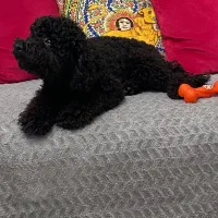 توی پودل بلک وارداتی یکساله