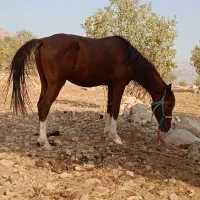 اسب پر خون آگهی به دقت بخون