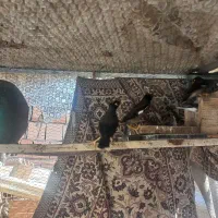 مرغ مینا تخم گذار|پرنده|انبارآلوم, |دیوار