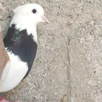 کبوتر ۲۵۰|پرنده|مهر, |دیوار