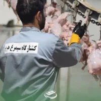 نیازمند نیروی کار آقا جهت کار در کشتارگاه