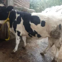 با سلام یک راس گوساله ماده