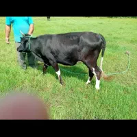 با سلام لیشه آماده به تخم کاملا سالم و سر حال